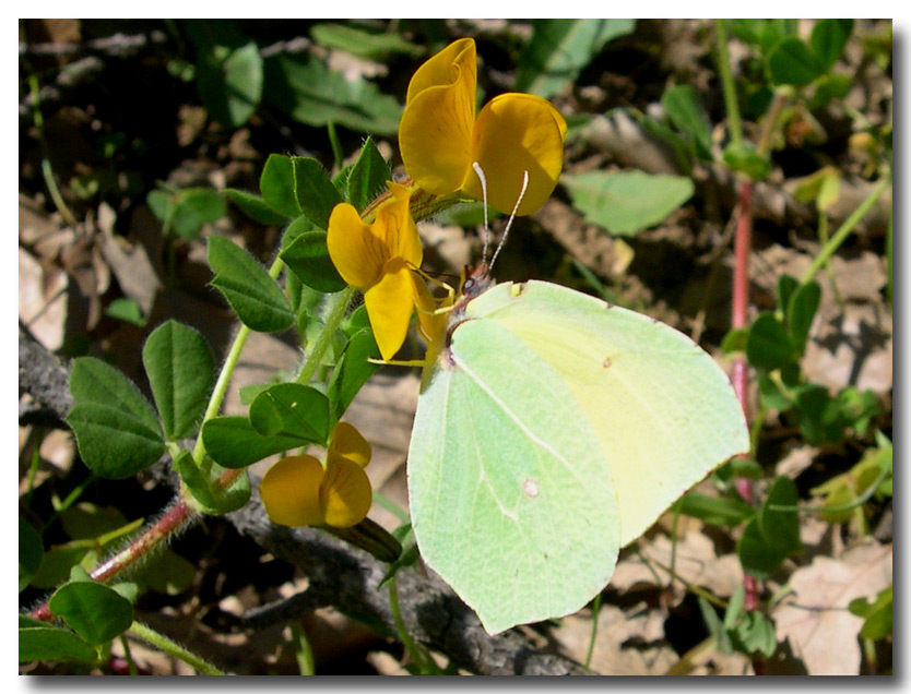 Farfalle diurne di primavera